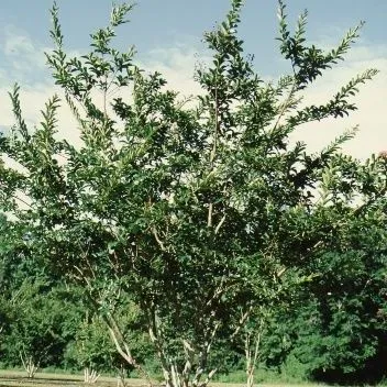 thumbnail for publication: Lagerstroemia x 'Pecos' Pecos Crape Myrtle